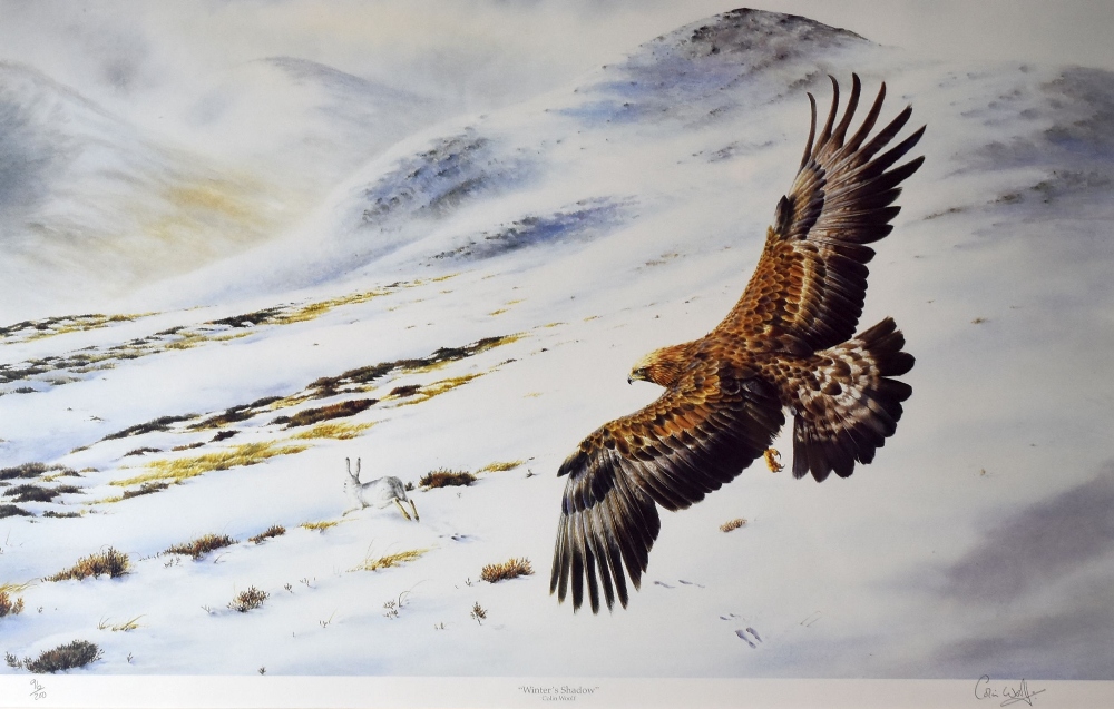 COLIN WOOLF coloured limited edition (96/200) print - buzzard on a snowy mountain in pursuit of a