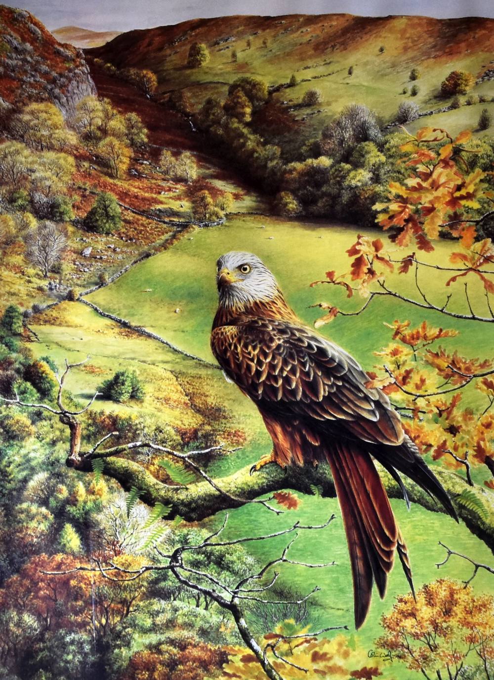 COLIN WOOLF coloured limited edition (145/200) print - depiction of an alert red kite on the