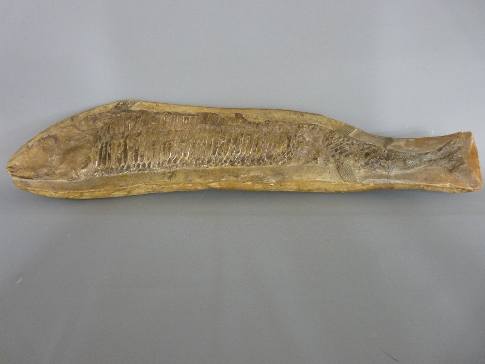 A FULL LENGTH FISH FOSSIL, 49 cms long