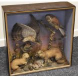 A TAXIDERMY CASE OF SPARROW-HAWKS, WEASELS & RABBIT the hawks perched on a faux rocky outcrop and
