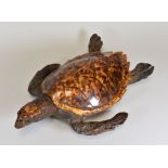 A GOOD EARLY TWENTIETH CENTURY UNWORKED TAXIDERMY SEA TURTLE, 45cms Condition: both shell and skin