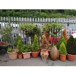 A large collection of established garden shrubs in pots (outside)