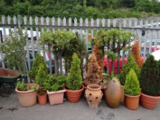 A large collection of established garden shrubs in pots (outside)