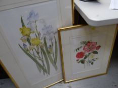 Two framed watercolours of botanical studies by Evelyn Binns