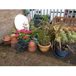 A collection of garden planters and pots, some with established shrubs (outside)