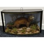 J COOPER & SONS OF LONDON taxidermy - study of a snarling cinnamon-variety polecat, standing on a