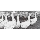SEREN BELL pen and ink - six geese walking in field with woodland beyond stone wall, 26 x 55cms