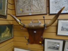 A mounted buffalo horn coat hook