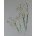 Gwyn Brown watercolour - study of irises, monogrammed, (late Gwyn Brown was founder & former owner