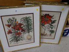 A set of four framed botanical study prints