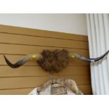 A pair of wall mounted bison horns