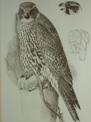 CHARLES FREDERICK TUNNICLIFFE limited edition (11/90) lithograph - a perched peregrine falcon with