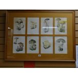 A framed print of wild mushroom species