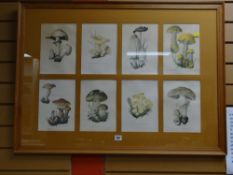 A framed print of wild mushroom species