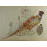 KATHERINE ROLFE pen and watercolour - study of a pheasant, signed 'Kat Rolfe' and dated '90, 44 x