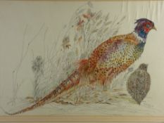 KATHERINE ROLFE pen and watercolour - study of a pheasant, signed 'Kat Rolfe' and dated '90, 44 x