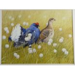 ANTHONY SMITH watercolour - a black grouse and a female in alert mode, signed, 38 x 50 cms
