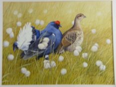 ANTHONY SMITH watercolour - a black grouse and a female in alert mode, signed, 38 x 50 cms