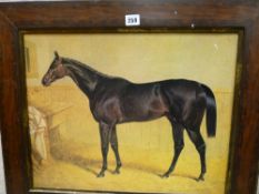 Fine antique print of a black horse