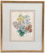 Chrysanthemen.Stahlstich koloriert, 1867. Passepartout, hinter Glas.H: 24 x 18 cm. Rahmen,