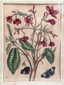 Kupferstich, 18. Jh.Koloriert mit Insekten und Schmetterlingen. Rechts u. sign. P. Huyter sculp.