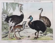 Brehm, Alfred Ed. Unterenthendorf 1829 - 1884 ebenda. Staußenartige Vögel oder Laufvögel.Aus