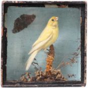 Diorama.Kanarienvogel mit Pfauenauge auf Aststumpf. Glaskasten. H: 18 x 17,5 cm. 20.00 % buyer's