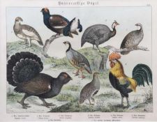 Brehm, Alfred Ed. Unterenthendorf 1829 -1884 ebenda. Hühnerartige Vögel. Aus BrehmsTierleben.