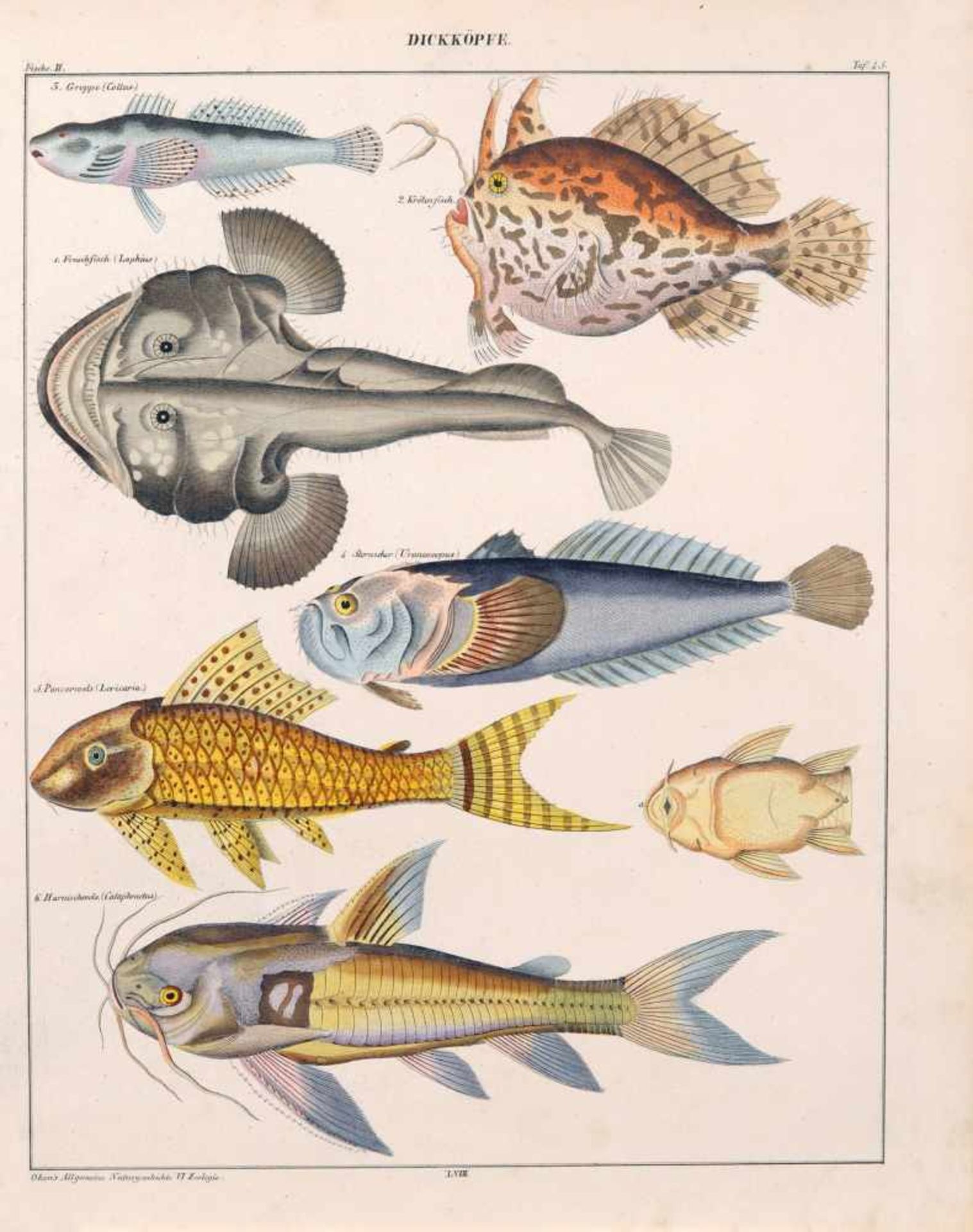 Lorenz Oken, Sechs Blätter aus "Okens allgemeine Naturgeschichte". 1843. Kolorierte Lithografien. - Bild 5 aus 6