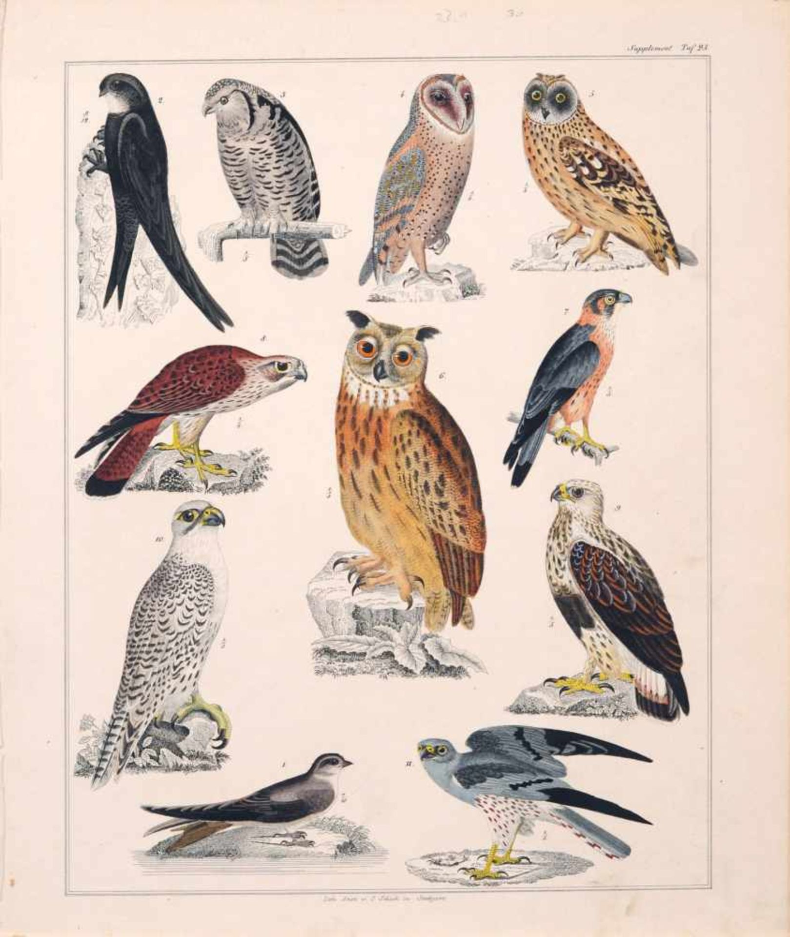 Lorenz Oken, Sechs Blätter aus "Okens allgemeine Naturgeschichte". 1843. Kolorierte Lithografien. - Bild 6 aus 6