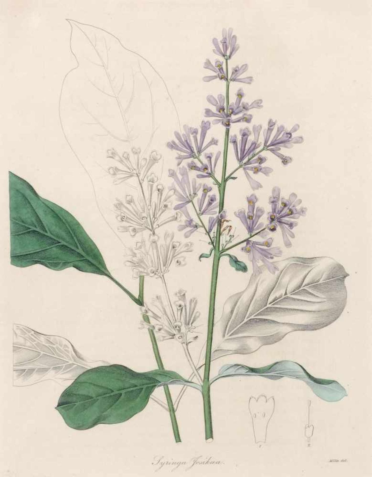 (Miss) R. Mills, Afrikanische Lilie und Ungarischer Flieder aus Benjamin Maund "The Botanist". - Bild 2 aus 2