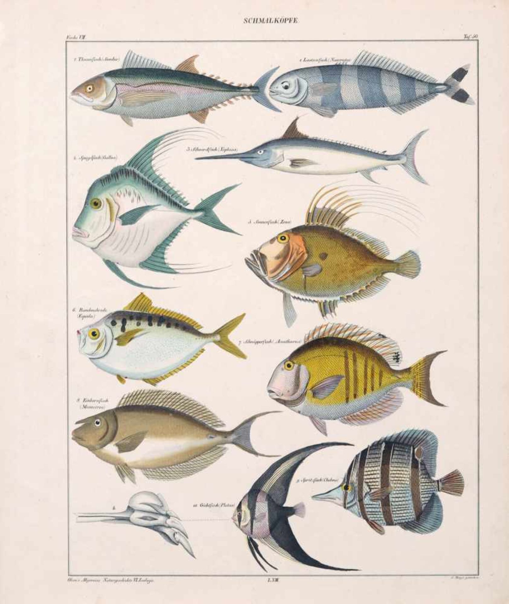 Lorenz Oken, Sechs Blätter aus "Okens allgemeine Naturgeschichte". 1843. Kolorierte Lithografien. - Bild 2 aus 6