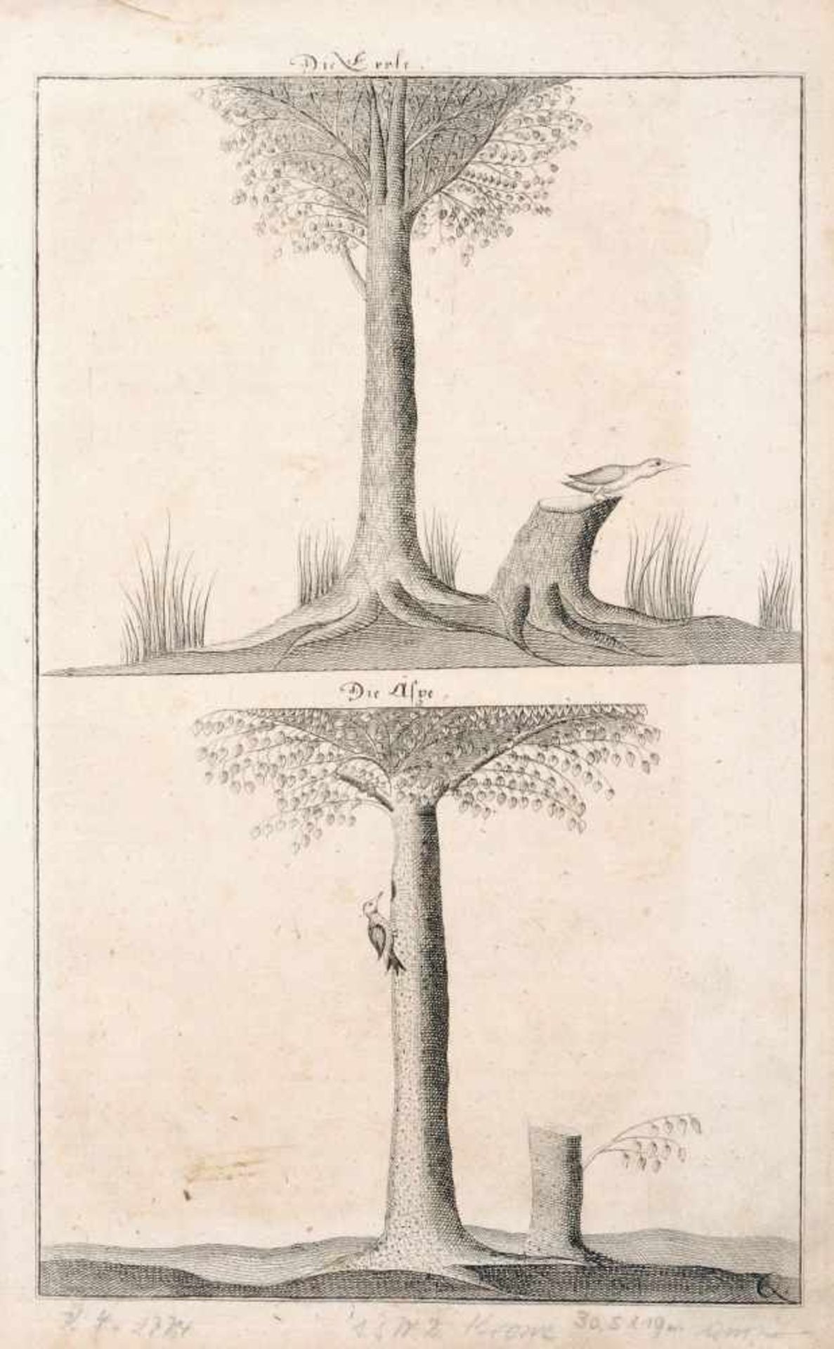 Thomas Albrecht Pingeling oder Gottfried Christian Pingeling, Fünf enzyklopädische Baum- und - Bild 5 aus 5