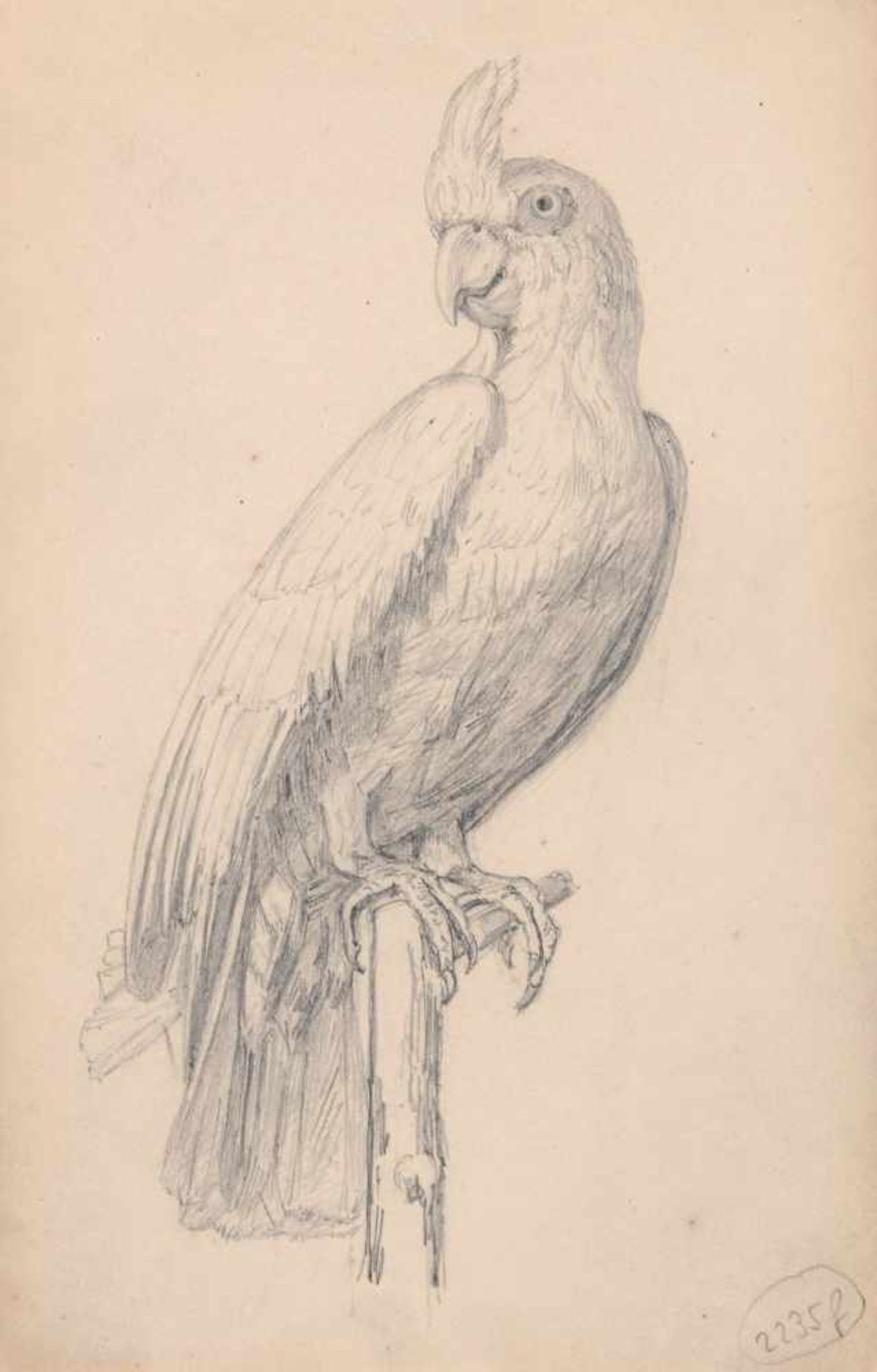 Oscar von Alvensleben, Zehn Tierstudien. 1870er Jahre. Bleistiftzeichnungen sowie ein Aquarell auf - Bild 5 aus 6