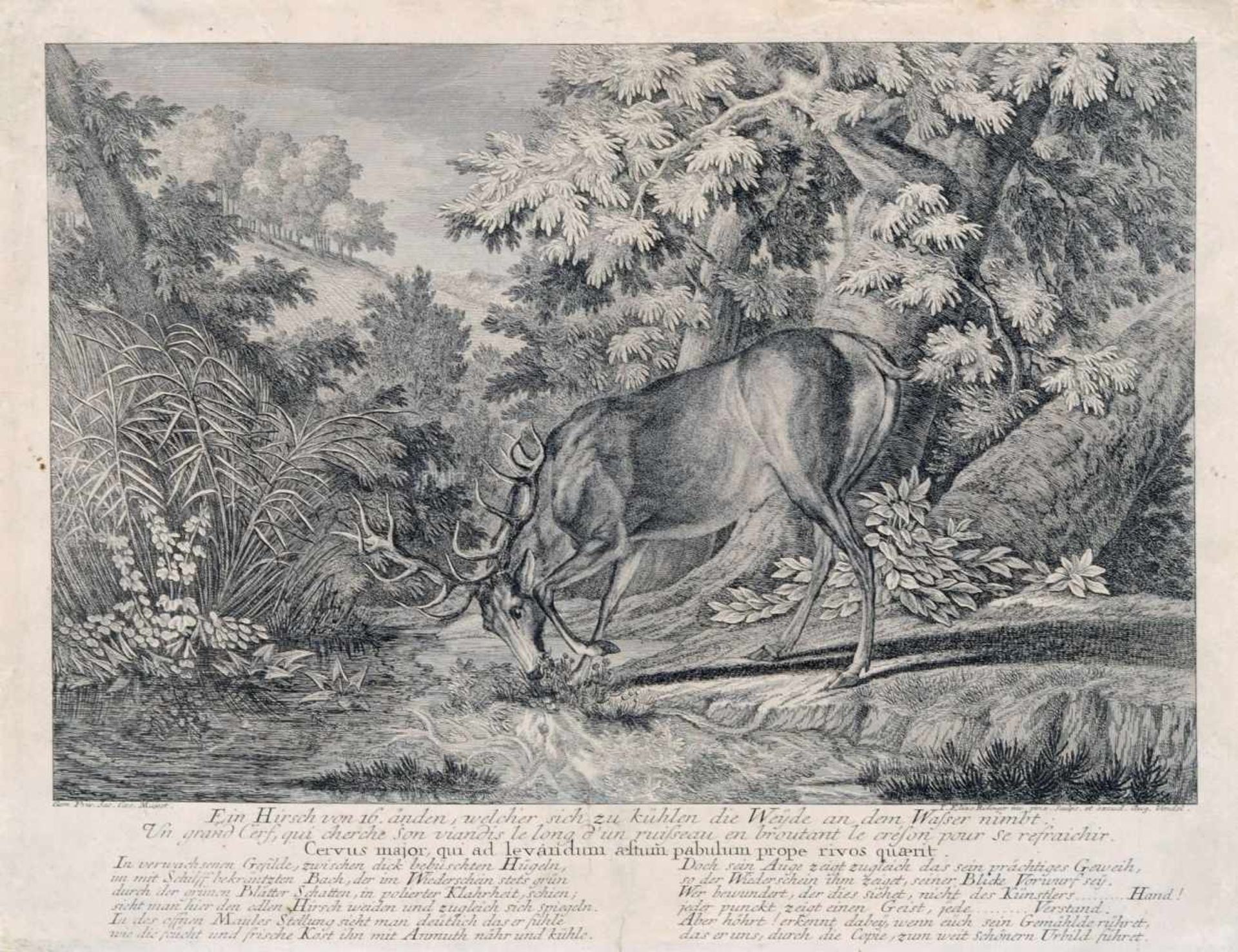 Johann Elias Ridinger "Ein Hirsch von 16 Aenden". 1736. Kupferstich auf kräftigem Bütten. In der