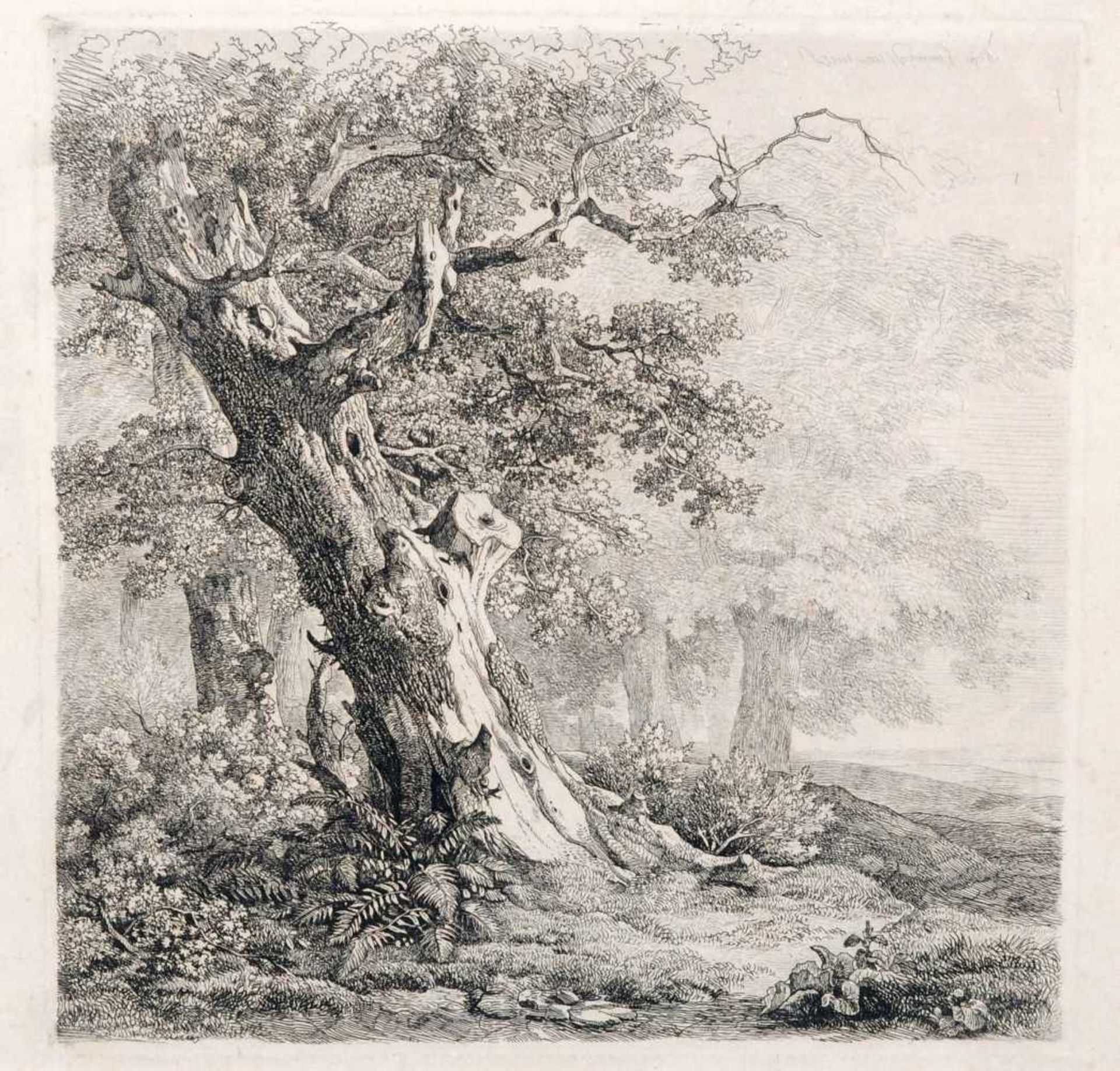 Remigius Adrianus van Haanen, Alter Baum am Waldrand. 1848. Radierung auf Velin. In der Platte