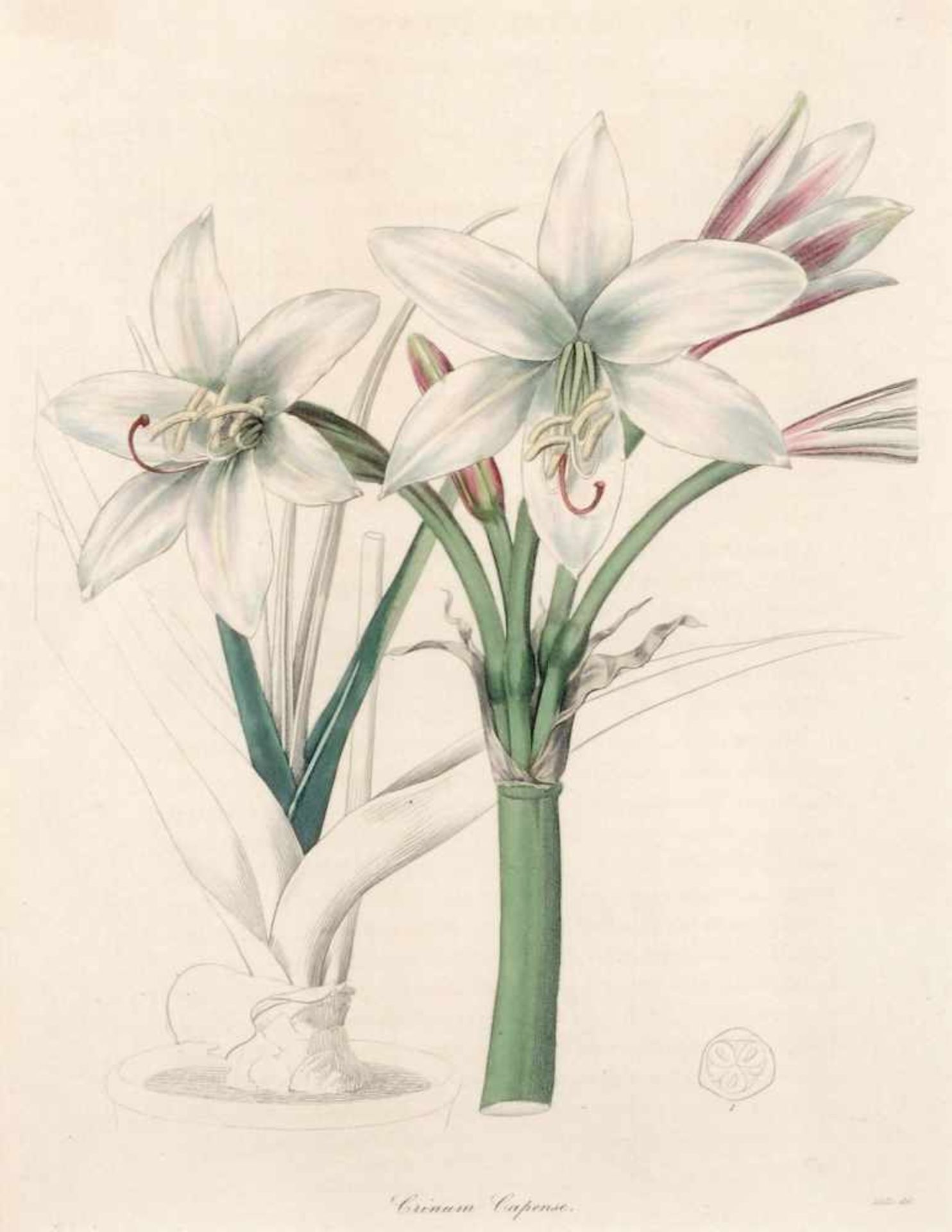 (Miss) R. Mills, Afrikanische Lilie und Ungarischer Flieder aus Benjamin Maund "The Botanist".