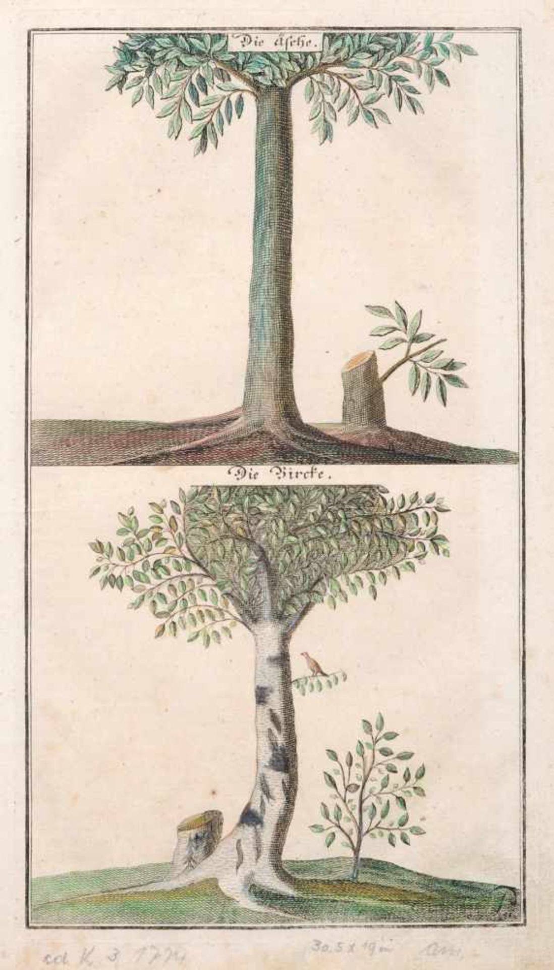 Thomas Albrecht Pingeling oder Gottfried Christian Pingeling, Fünf enzyklopädische Baum- und - Bild 2 aus 5