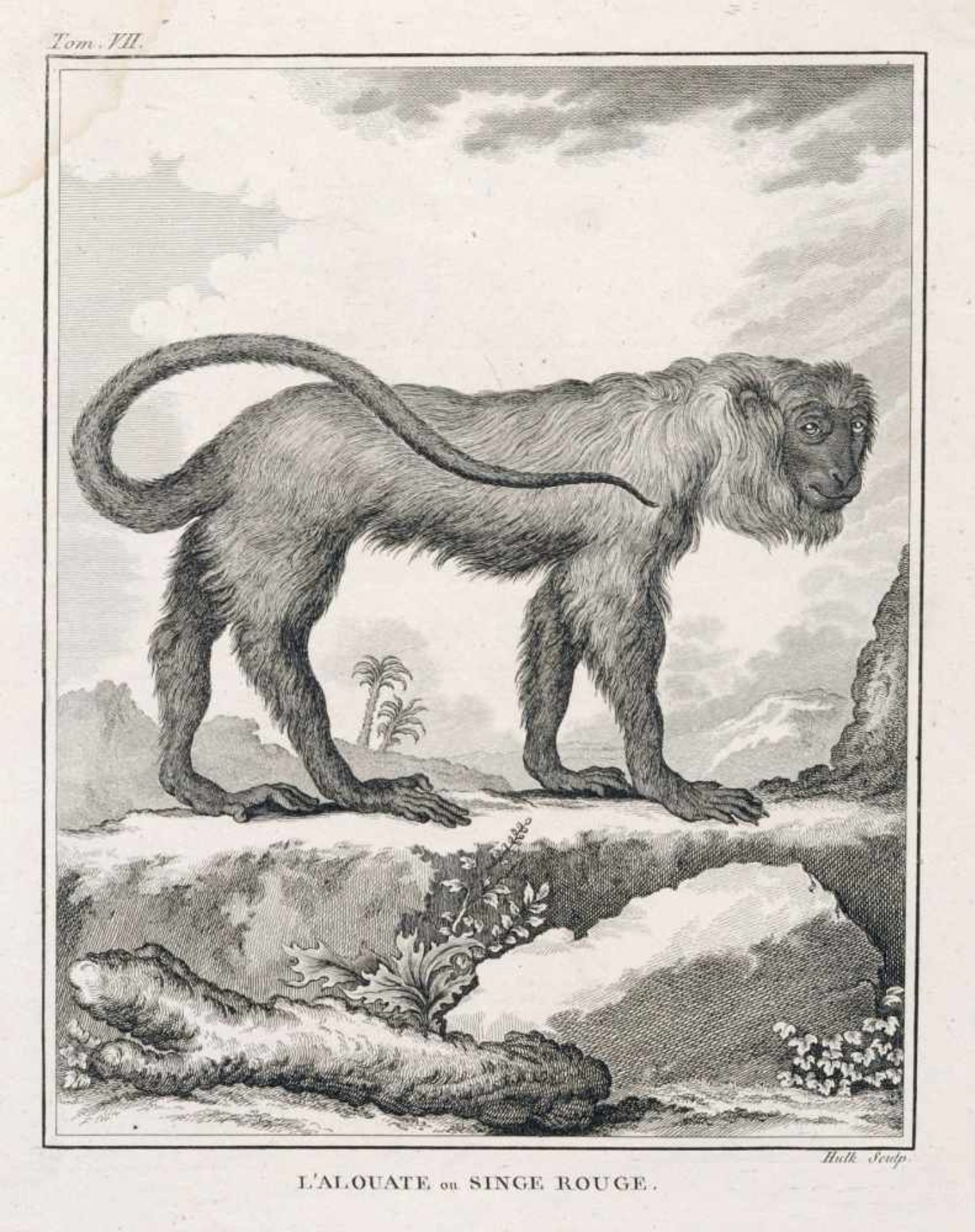 George-Louis Leclerc de Buffon, Sechs Blätter aus "Histoire naturelle, générale et particulière". - Bild 2 aus 6