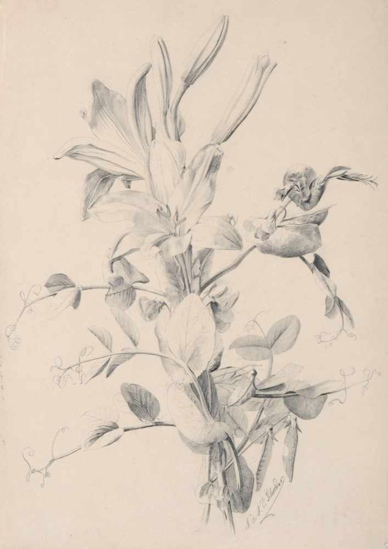 Oskar Schröder, Klatschmohn / Lilien / Wildblumenstrauß . 1894 -1912. Bleistiftzeichnungen auf