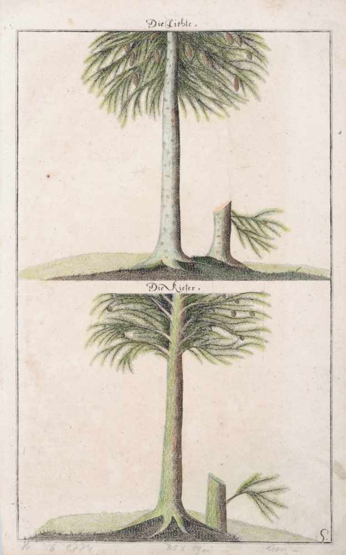 Thomas Albrecht Pingeling oder Gottfried Christian Pingeling, Fünf enzyklopädische Baum- und - Bild 3 aus 5
