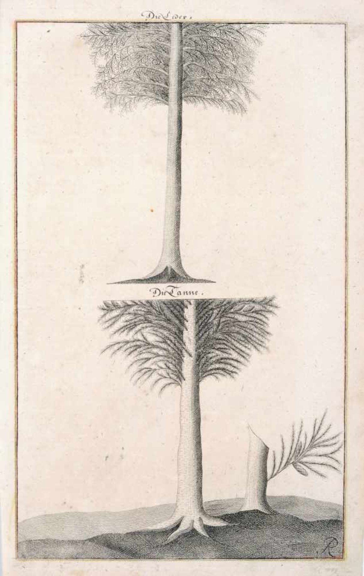 Thomas Albrecht Pingeling oder Gottfried Christian Pingeling, Fünf enzyklopädische Baum- und - Bild 4 aus 5