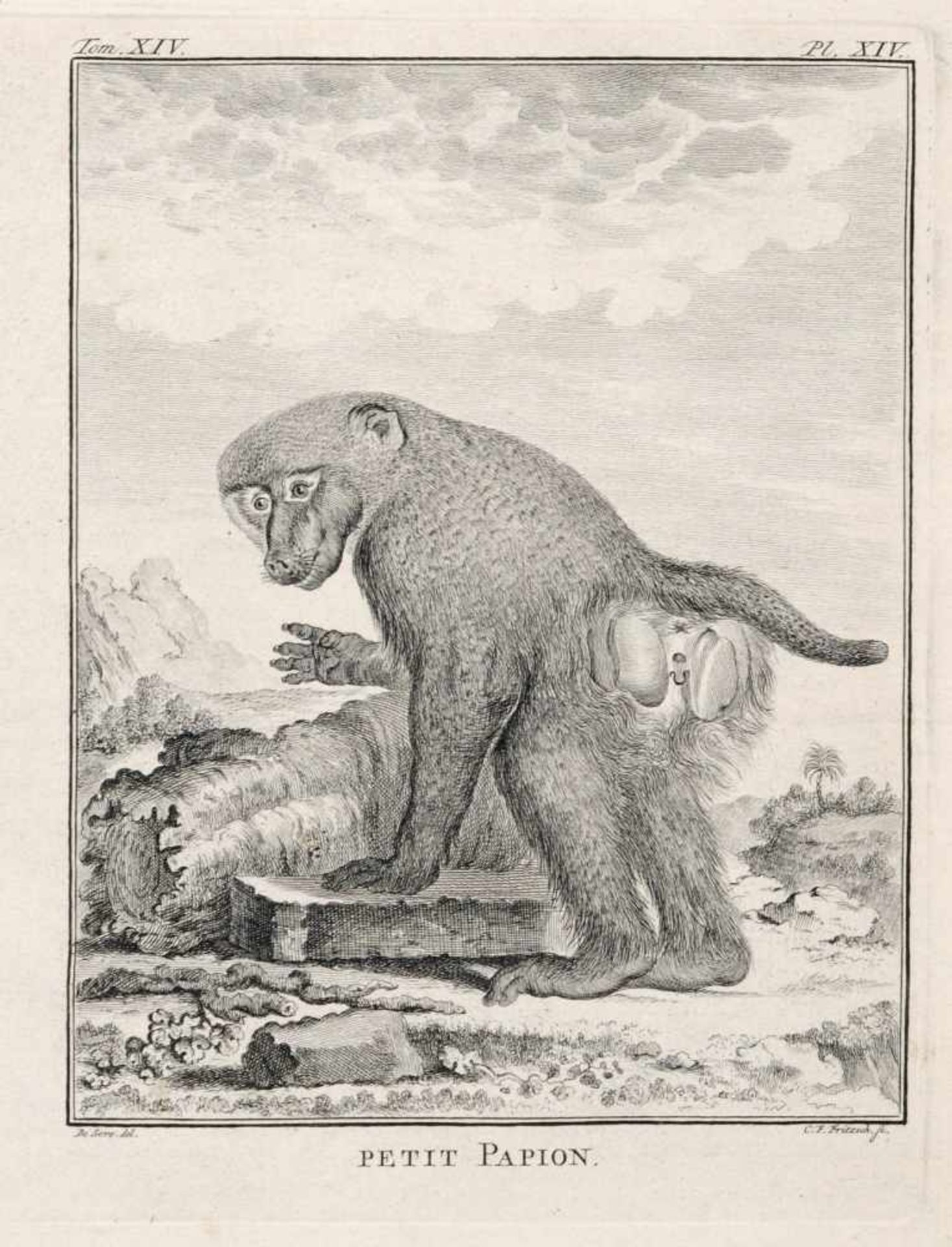 George-Louis Leclerc de Buffon, Sechs Blätter aus "Histoire naturelle, générale et particulière". - Bild 3 aus 6