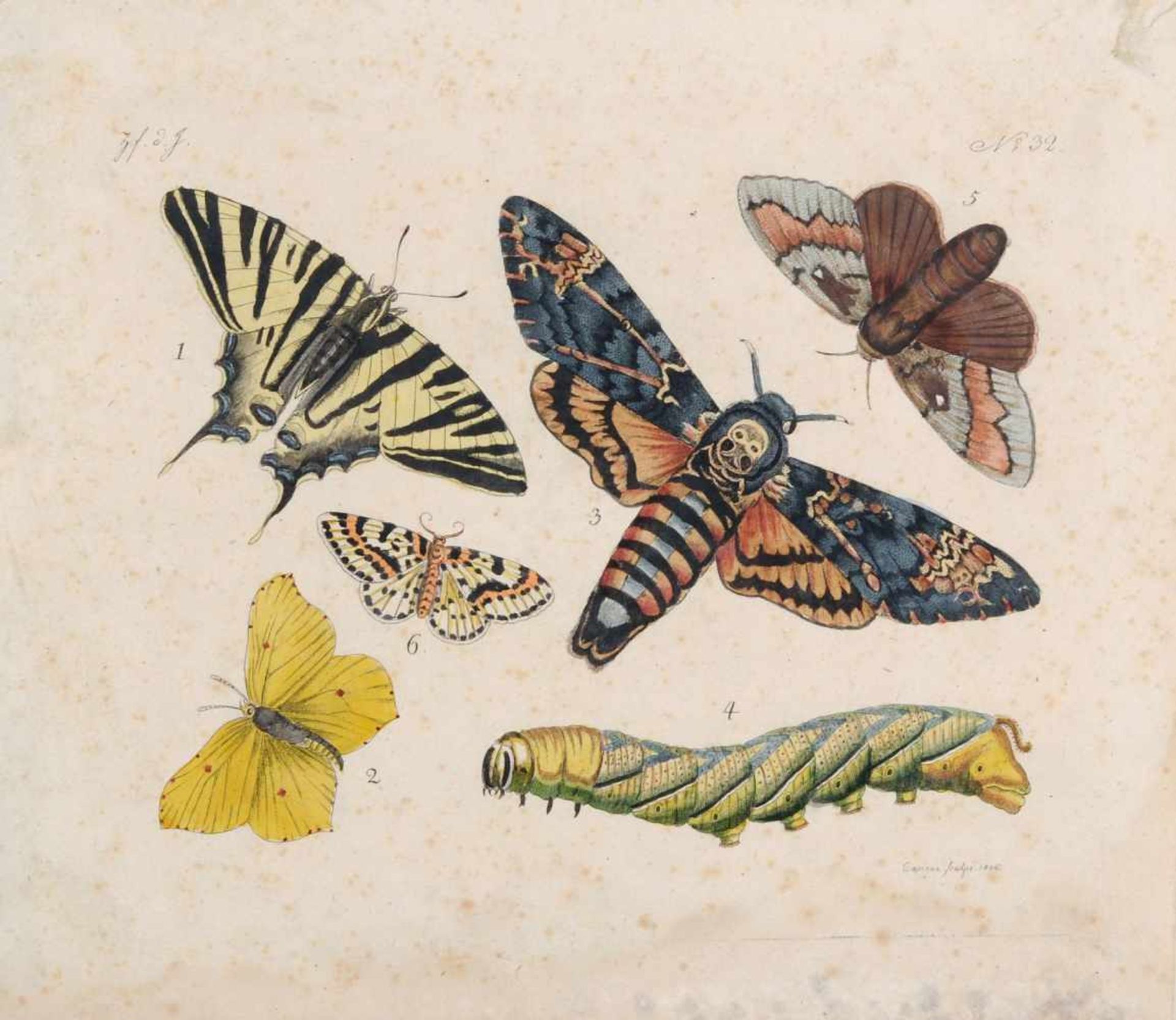 Johann Stephan Capieux, Zwei enzyklopädische Schmetterlingsdarstellungen. 1806. Kolorierte