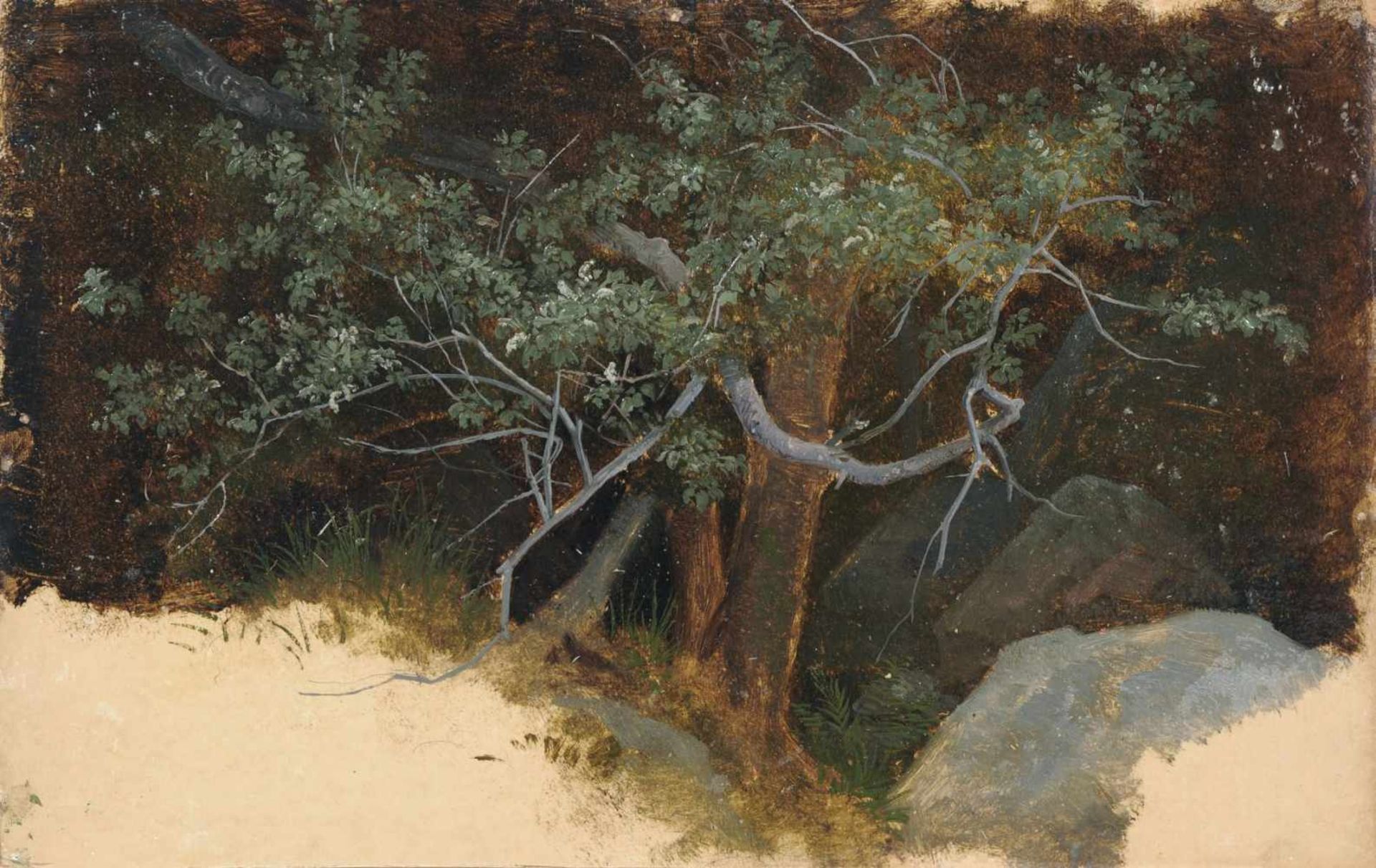 Franz Albert Venus (zugeschr.) "Baumstudie". Wohl um 1860. Öl über Blei auf grundiertem Papier,
