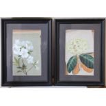 A Pair of Victorian Botanical Watercolours unsigned, glazed within ebonised frames. 50 x 31cm (2).