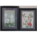 Two Victorian Botanical Watercolours, unsigned, glazed within ebonised frames. 50 x 35cm and 50 x