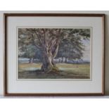 A Watercolour depicting sheep grazing amongst trees with a mighty oak in the foreground. Unsigned,