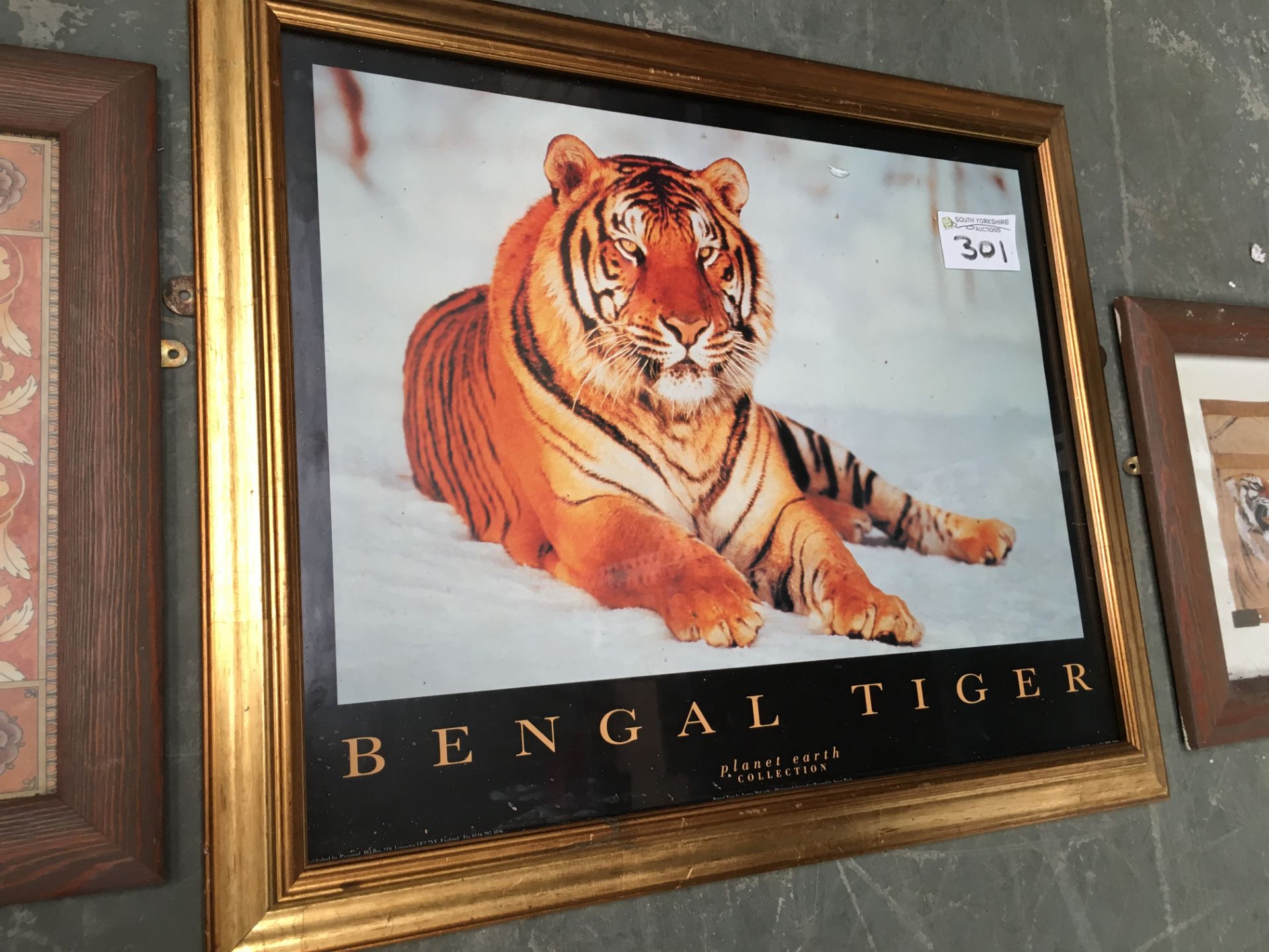 3 x Framed Pictures of Tigers - Image 3 of 4