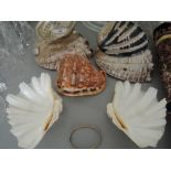 A selection of decorative shells